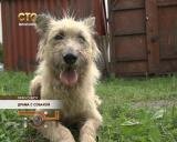 Драма с собакой